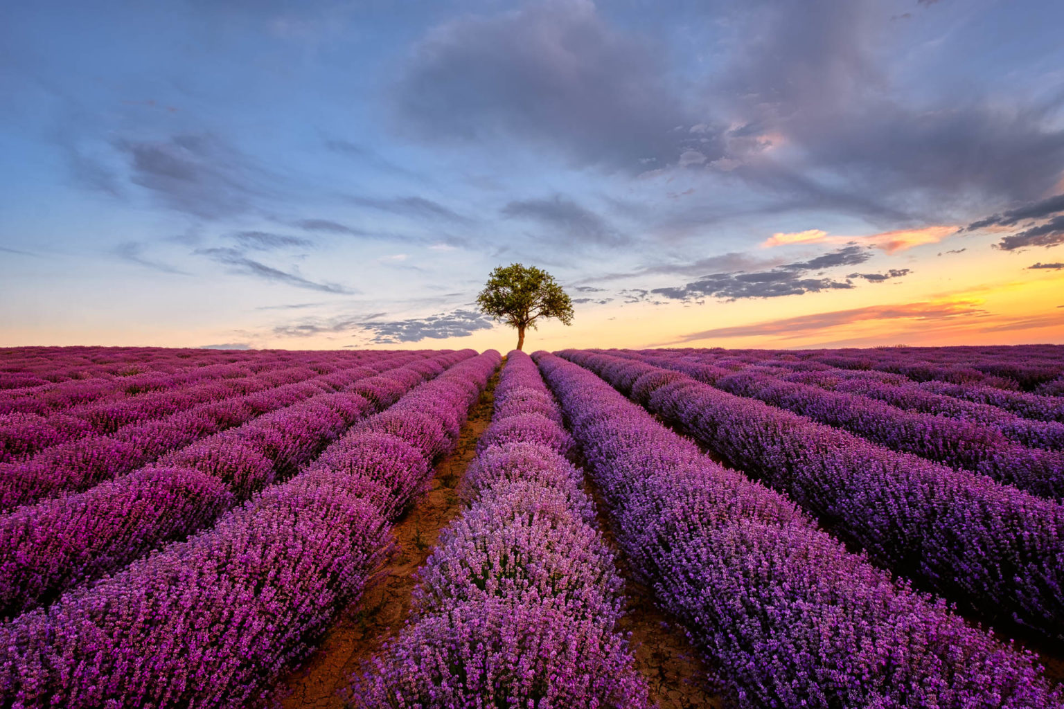 A Lonely Tree in a Lavender Field - Alexios Ntounas Photography