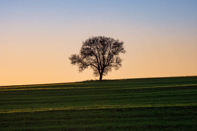 How to Photograph A Lone Tree - Alexios Ntounas Photography