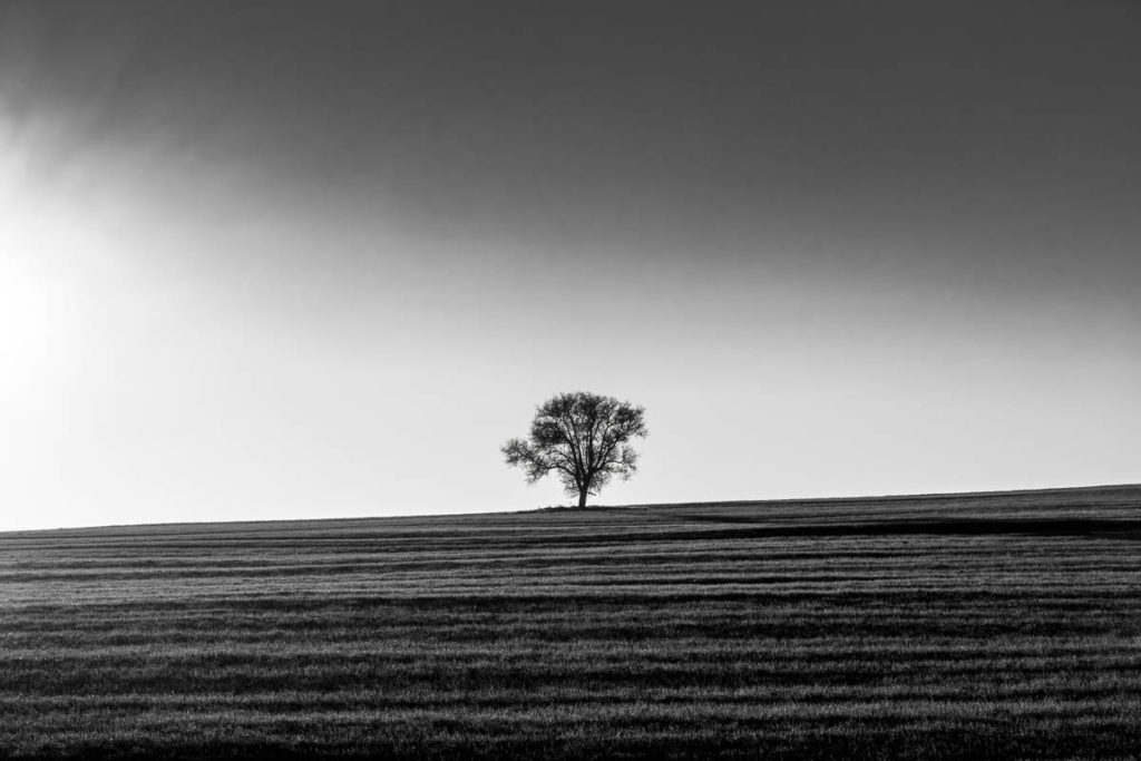 Silhouette of a Lone Tree in Black and White